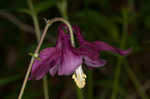 European columbine